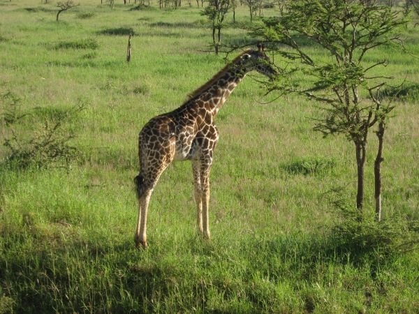 tanzania acacias