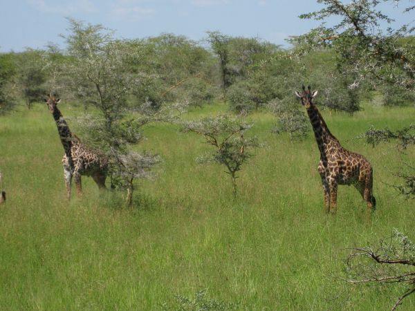 tanzania acacias