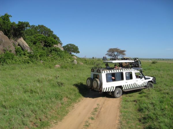 tanzania acacias