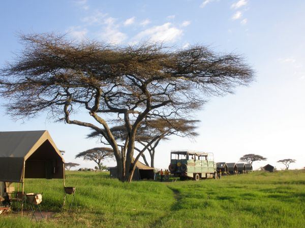 tanzania acacias