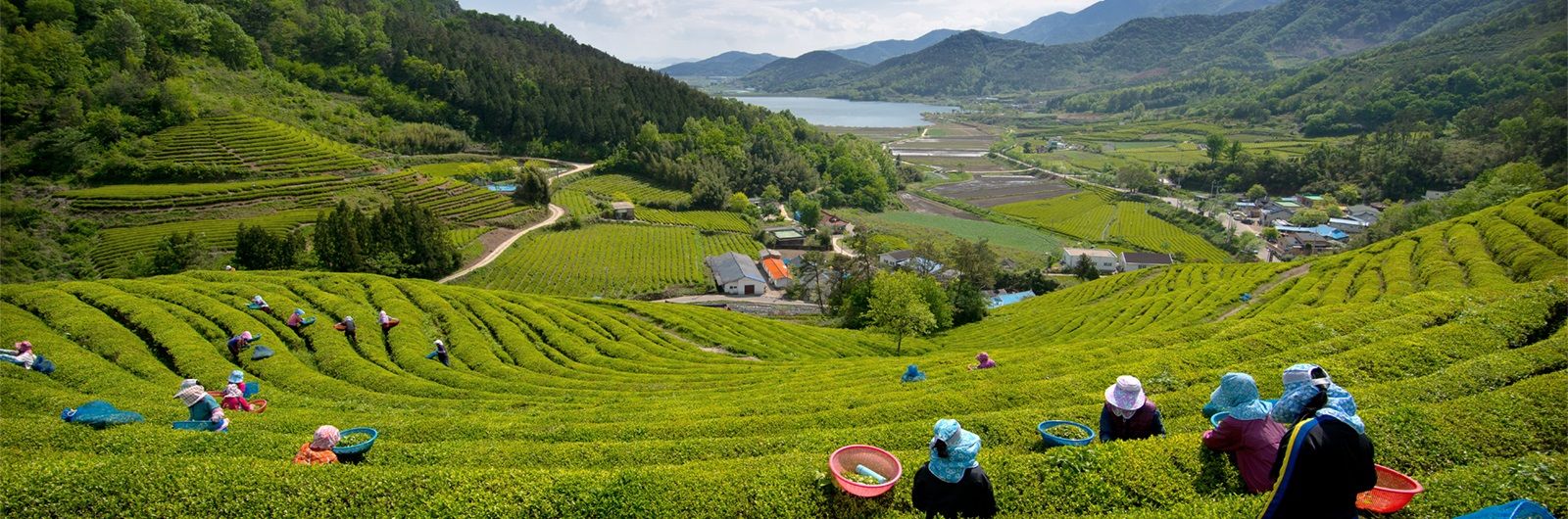plantaciones en corea sur