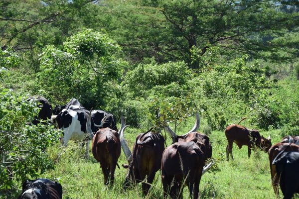 uganda gorila