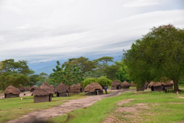 uganda gorila