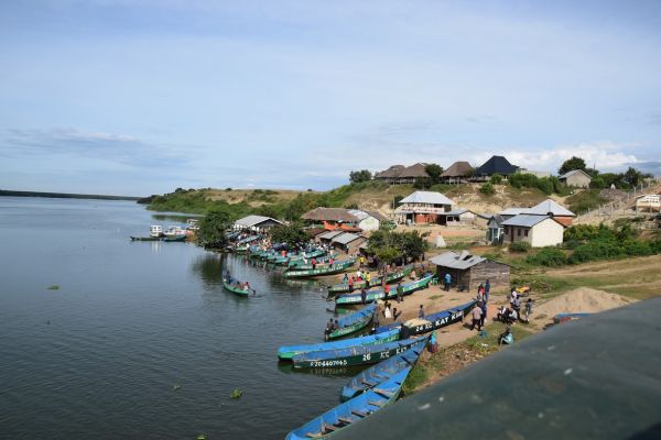 uganda gorila