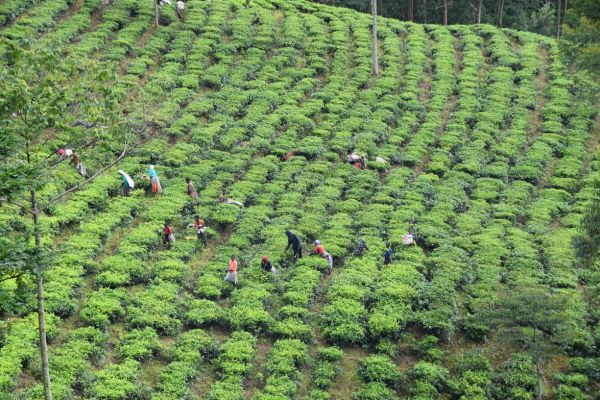 uganda gorila