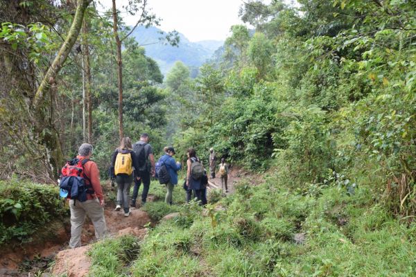 uganda gorila