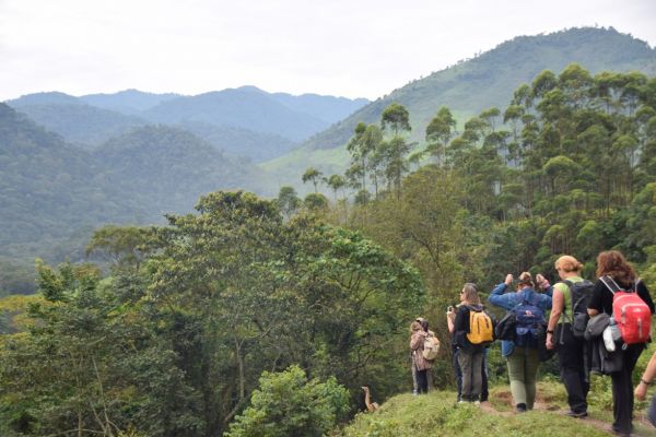 uganda gorila