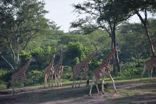 uganda gorila