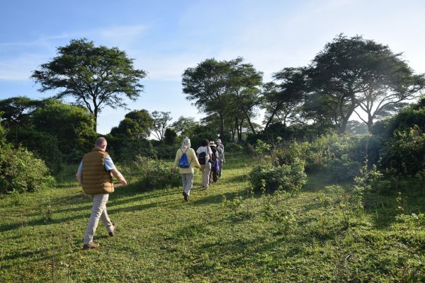 uganda gorila