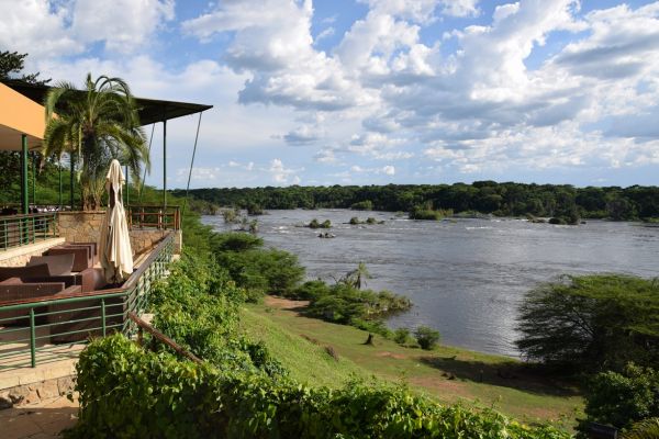 uganda gorila