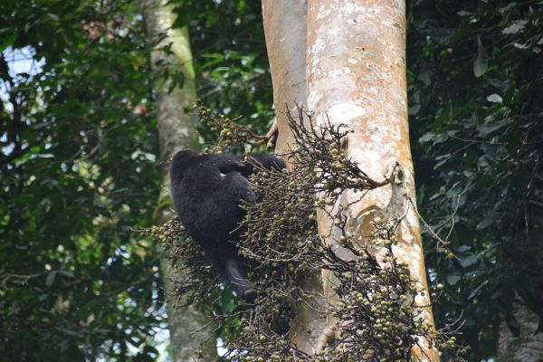 uganda gorila