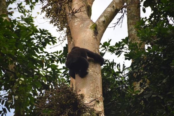 uganda gorila