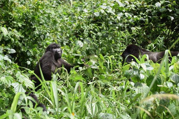 uganda gorila