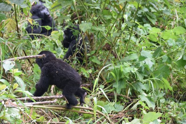 uganda gorila