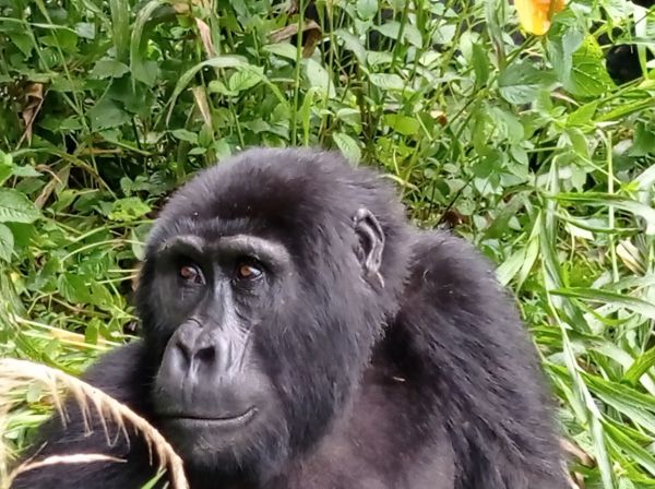 uganda gorila