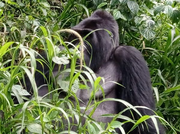 uganda gorila