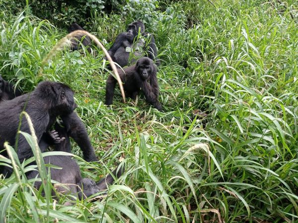 uganda gorila