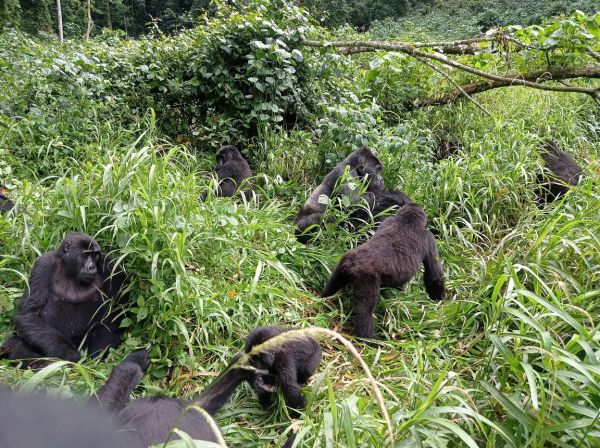 uganda gorila