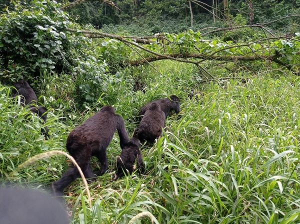 uganda gorila