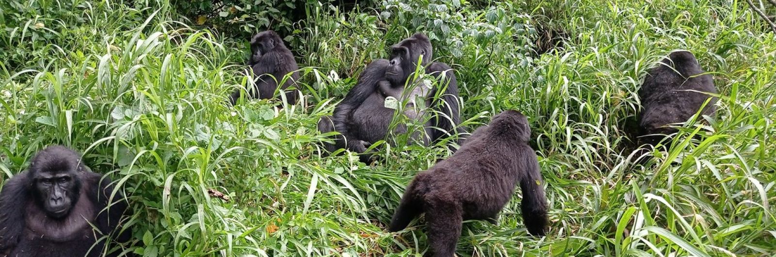 uganda gorila