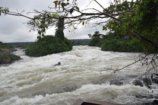 uganda gorila