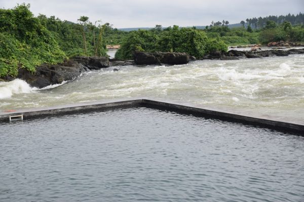 uganda gorila