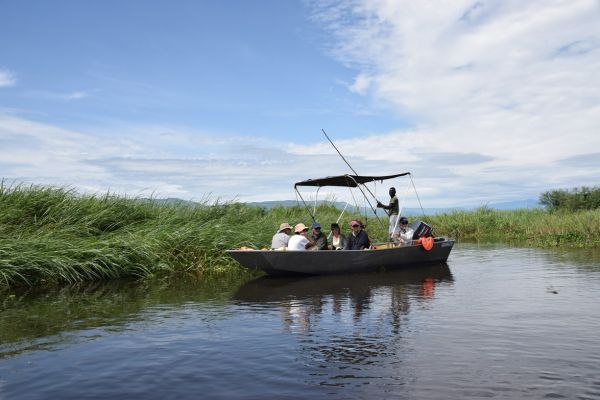 uganda gorila
