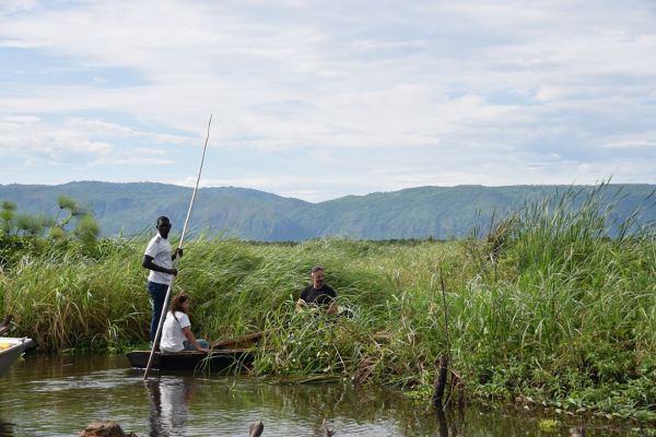 uganda gorila