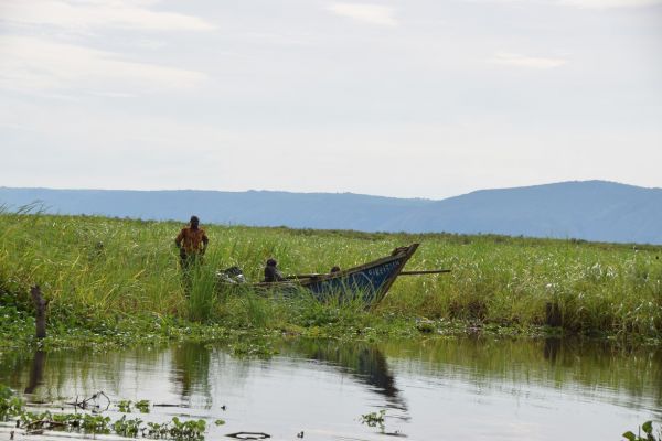 uganda gorila