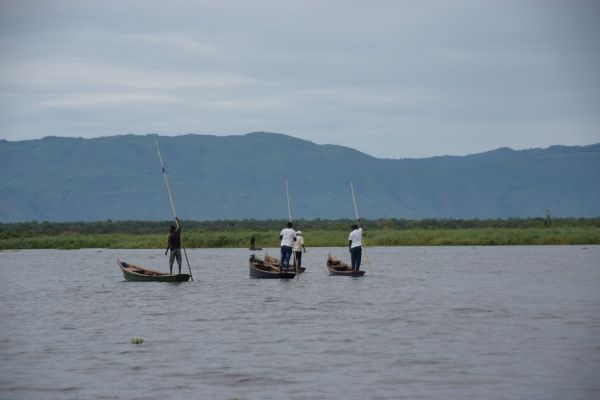 uganda gorila