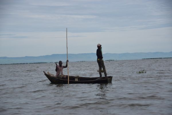uganda gorila