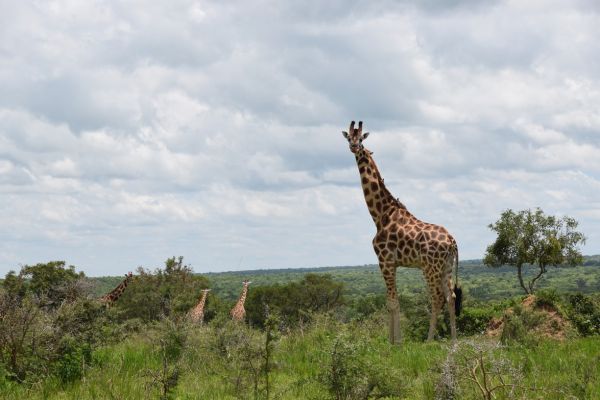 uganda gorila