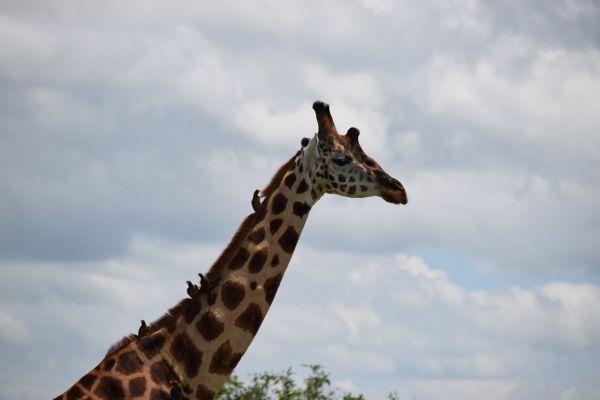 uganda gorila