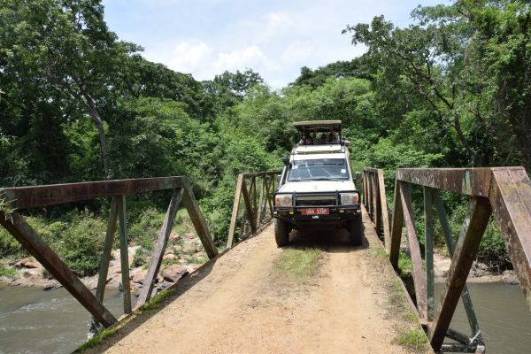 uganda gorila