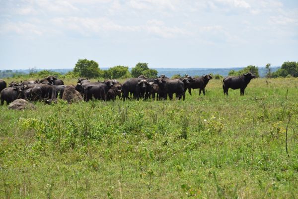 uganda gorila