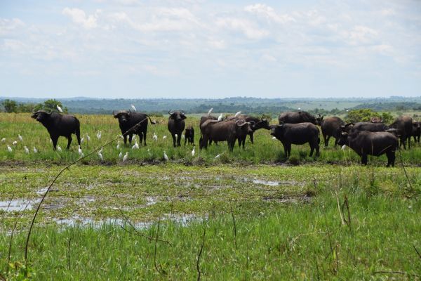 uganda gorila