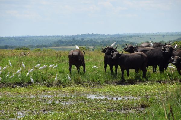 uganda gorila