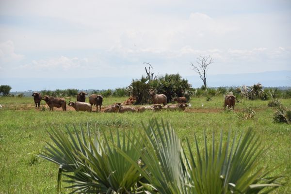 uganda gorila