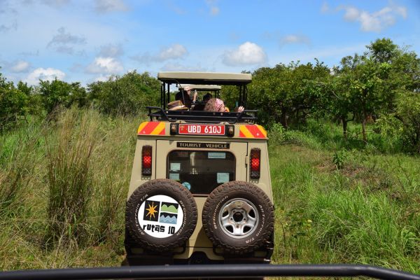 uganda gorila