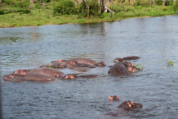 uganda gorila