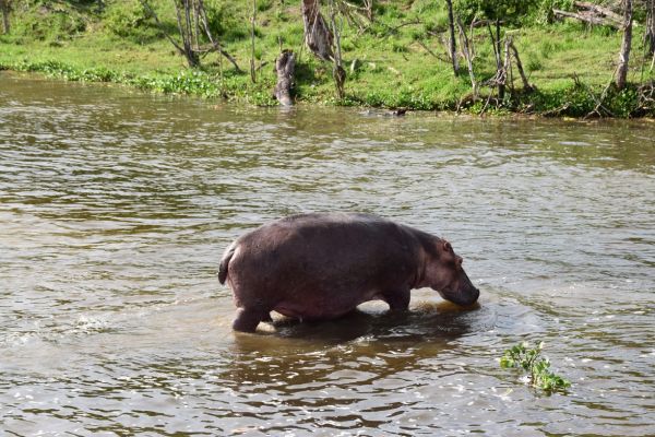 uganda gorila