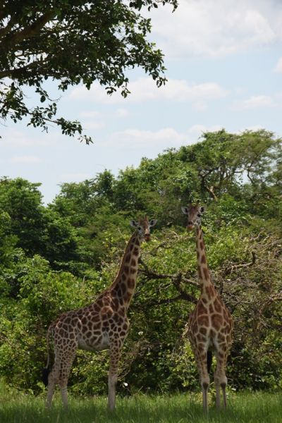 uganda gorila