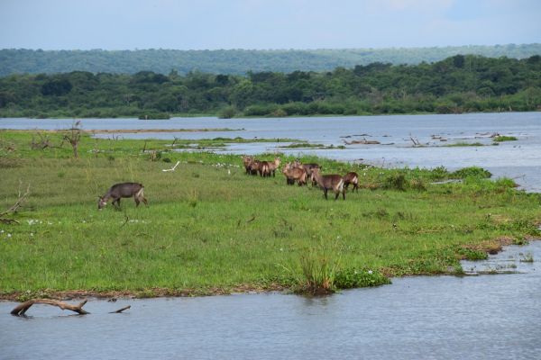 uganda gorila