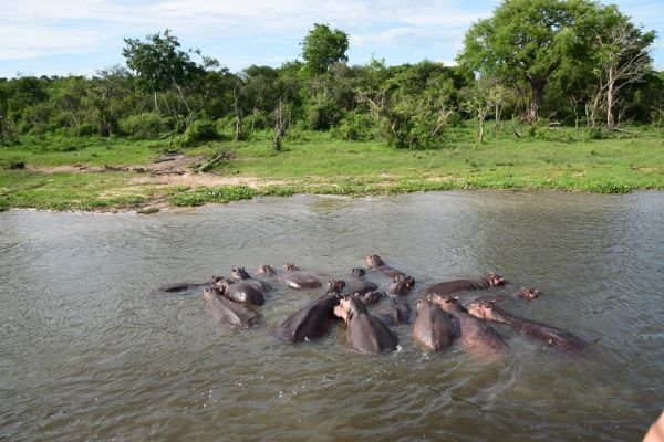 uganda gorila