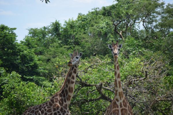 uganda gorila