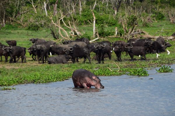 uganda gorila