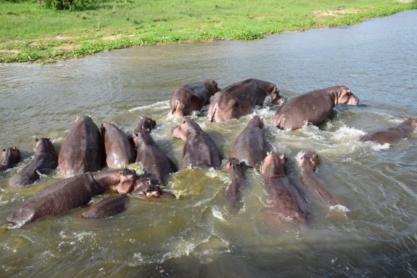 uganda gorila