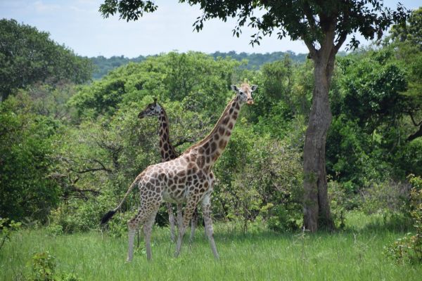 uganda gorila