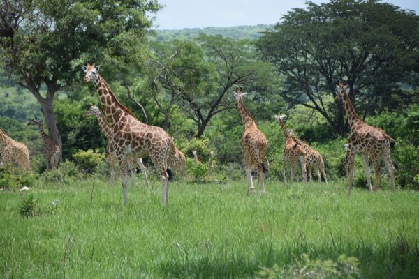 uganda gorila