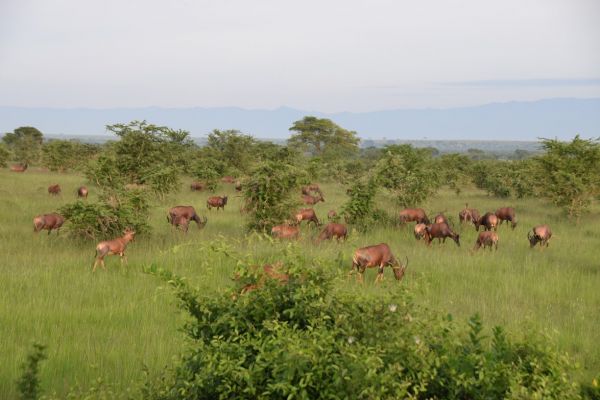 uganda gorila
